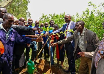 Stanbic Bank Leads Planting of 20,000 Trees to Restore Masaka’s Manwa Forest Reserve