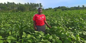 Soybean Farming Opens New Doors for Stella