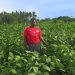 Soybean Farming Opens New Doors for Stella